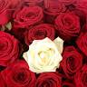 Pallavi