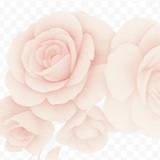 Alisson