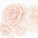 Alisson