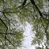 Naiselsf