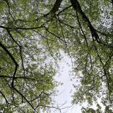 Naiselsf