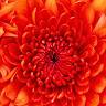 Florine