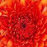 Florine