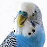 Nathalie