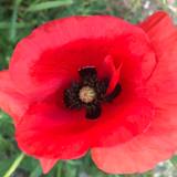 Coccimela