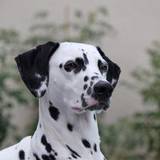 Bérengère