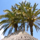 Dominique