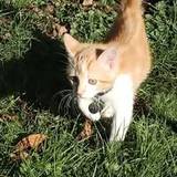 Milie