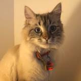 Nicolau