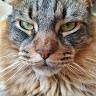 Didier
