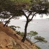 Lau
