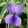 Violette