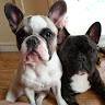 G Elodie