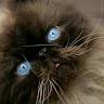 Nevia