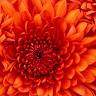 Amandine