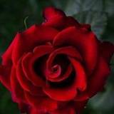 Ninousse