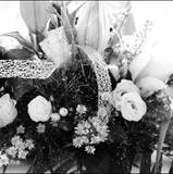 Ambre