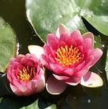 Cécilia