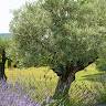 Amar