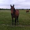 Clotilde