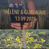 Hélène