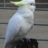 Laure