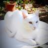 Roxane