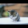 Gwladys