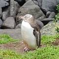 Pingui