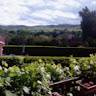 Enguerand