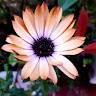 Nour