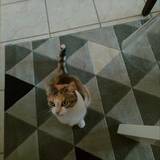Emeline