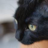 Michel