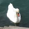 Coralie