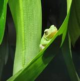 Mo