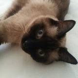 Amélie