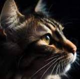 Roxanne