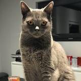 Cha