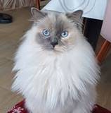 Sophie