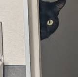 Ophélie