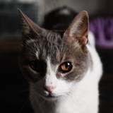 Fenny
