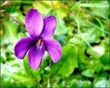 Violette
