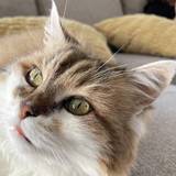 Angelina