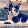 Elodie