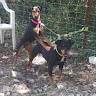 Aurélien
