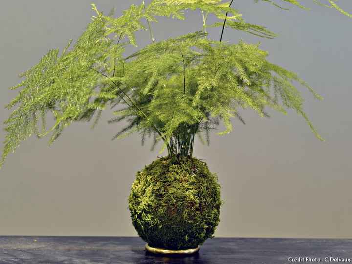  Gros coup de coeur deco vegetale - 2