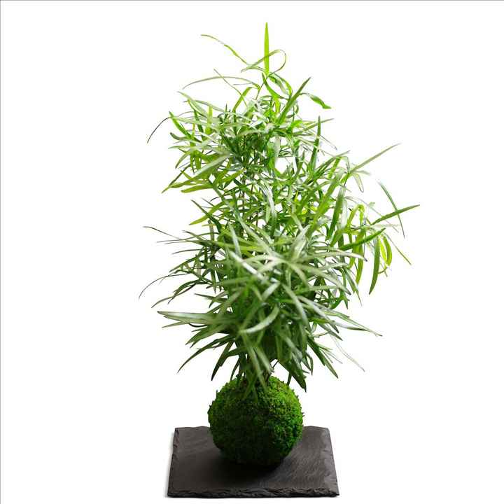  Gros coup de coeur deco vegetale - 3