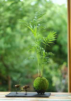  Gros coup de coeur deco vegetale - 4