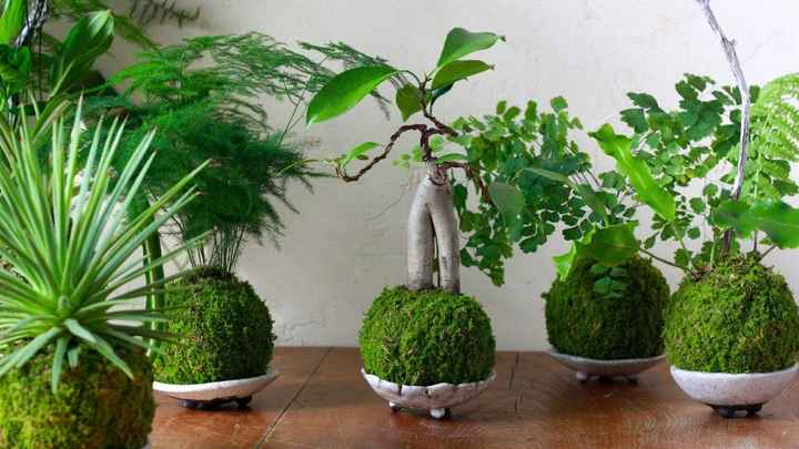 kokedama