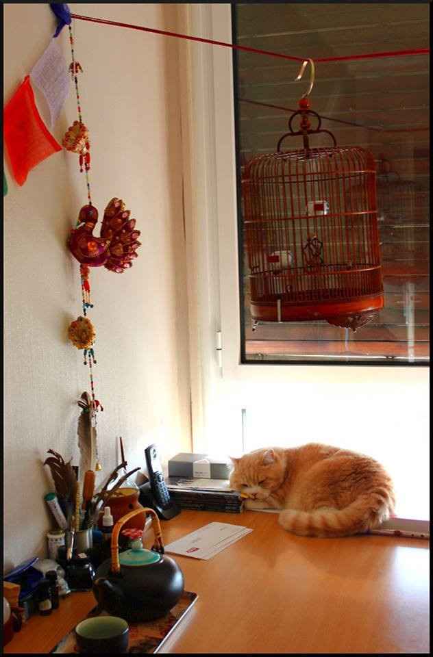 idée cage asiatique